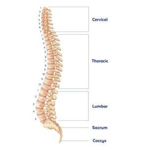 Anatomy of the Spine | Globus Medical