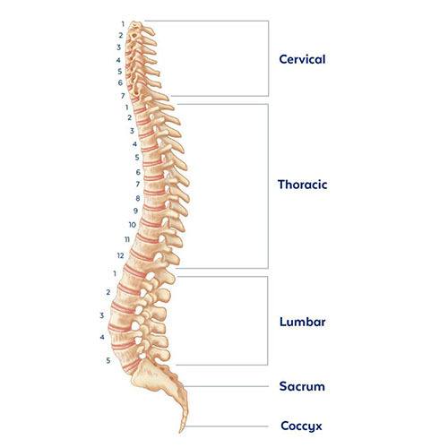 Anatomy Of The Spine Globus Medical